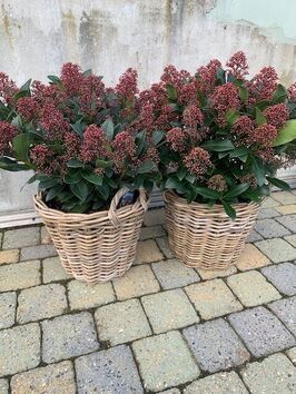 Skimmia Japonica Rubella