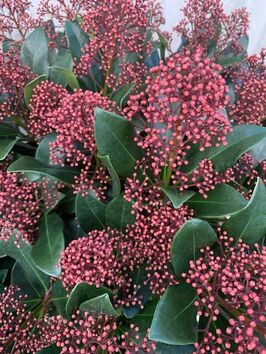 Skimmia Japonica Rubella