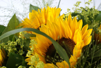 Zonnebloemen in ' t groen